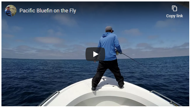 Bluefin tuna fishing on fly